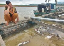 25 tấn cá chết trên hồ thủy điện ở Kon Tum