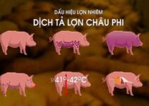 Hải Phòng: Dịch tả lợn châu Phi lây lan