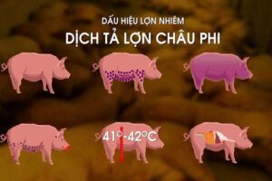 Hải Phòng: Dịch tả lợn châu Phi lây lan