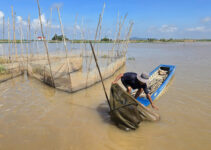 Bão Yagi khiến nước sông Mekong dâng cao, miền Tây nguy cơ ngập