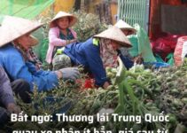 Người trồng cau bất ngờ hoang mang khi Trung Quốc quay xe ngừng nhập cau, giá đang rớt sâu thảm hại