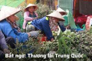 Người trồng cau bất ngờ hoang mang khi Trung Quốc quay xe ngừng nhập cau, giá đang rớt sâu thảm hại