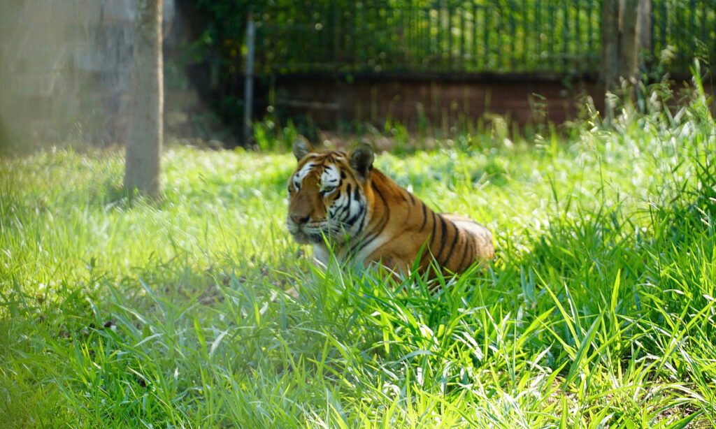 Người chăm sóc thú ở Vườn Xoài: ‘Hổ lờ đờ rồi chết rất nhanh’