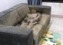 Cô gái t,ử v.ong trên sofa: Phát hiện bất ngờ về lớp đệm ghế