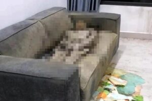 Cô gái t,ử v.ong trên sofa: Phát hiện bất ngờ về lớp đệm ghế