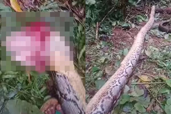 Ra vườn rau tìm mẹ, c::on tr:;ai bỗng hét lớn rồi ngã quỵ: Hàng xóm chạy ra chứng kiến cảnh á:;m ả:;nh