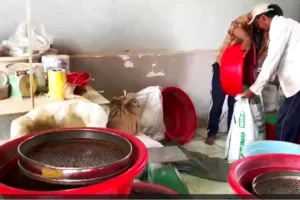 Hình ảnh r;/ợn người trong các xưởng làm thuốc giả