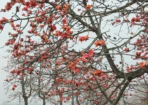 Người chặt cây gạo ở Hà Nam lại h/ot nhất hôm nay