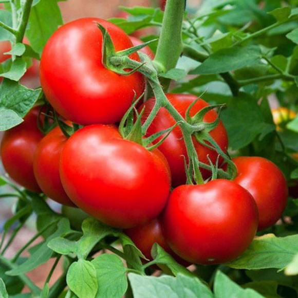 Số lượng người mắc u tuyến giáp ngày càng tăng! Các bác sĩ đã nhiều lần nhấn mạnh: Ăn ít cà chua và ăn nhiều hơn 3 loại thực phẩm này