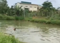 Hai ch:::::áu nh:::ỏ ch:::::ết đ::::uối thương tâm dưới hồ nước tưới cà phê