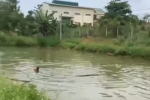 Hai ch:::::áu nh:::ỏ ch:::::ết đ::::uối thương tâm dưới hồ nước tưới cà phê