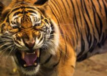 Đang cạo mủ cao su, người đàn ông 44 tuổi bị hổ dữ vồ không qua khỏi