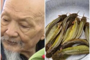 Xét nghiệm ADN tìm tung tích Diễm My và sự thật r-ùng mình về ao cá trê 20 tấn trong Tịnh Thất Bồng La