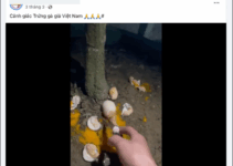 Hơn 100 triệu người dân Việt Nam đang “m/ất ăn m;ất ngủ” vì thông tin xuất hiện trứng gà giả