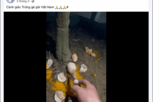 Hơn 100 triệu người dân Việt Nam đang “m/ất ăn m;ất ngủ” vì thông tin xuất hiện trứng gà giả