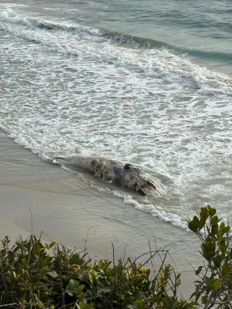 Phát hiện “nàng tiên cá” dạt vào bãi biển, chuyên gia xác nhận: Đây là loài từng bị tuyên bố tuyệt chủng