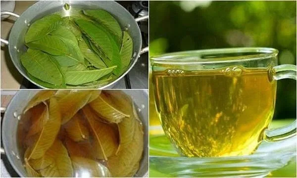 Bác sĩ Bệnh viện Bạch Mai cảnh báo khẩn đến những ai đang uống nước lá ổi chữa bệnh